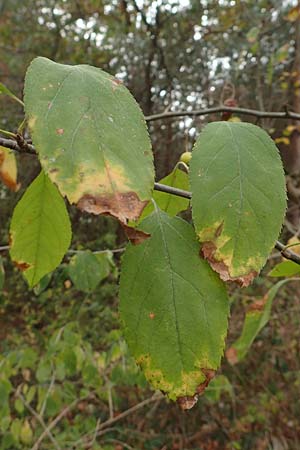 Malus floribunda \ Japanischer Zierapfel, Vielbltiger Zierapfel, D Bickenbach 27.10.2018