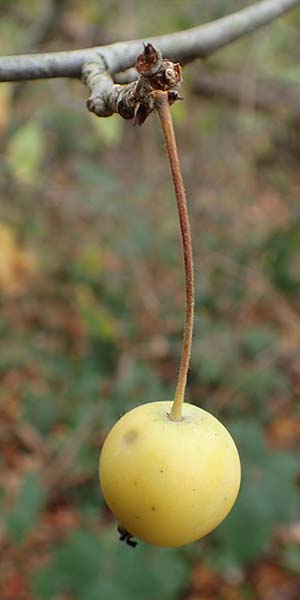 Malus floribunda \ Japanischer Zierapfel, Vielbltiger Zierapfel / Japanese Flowering Crab Apple, D Bickenbach 27.10.2018