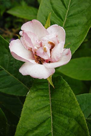 Mespilus germanica / Medlar, D Weinheim an der Bergstraße, Botan. Gar.  Hermannshof 23.5.2015