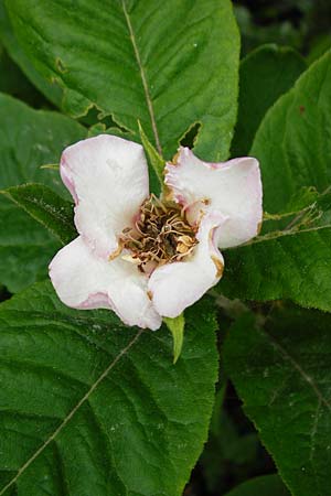 Mespilus germanica \ Echte Mispel / Medlar, D Weinheim an der Bergstraße, Botan. Gar.  Hermannshof 23.5.2015