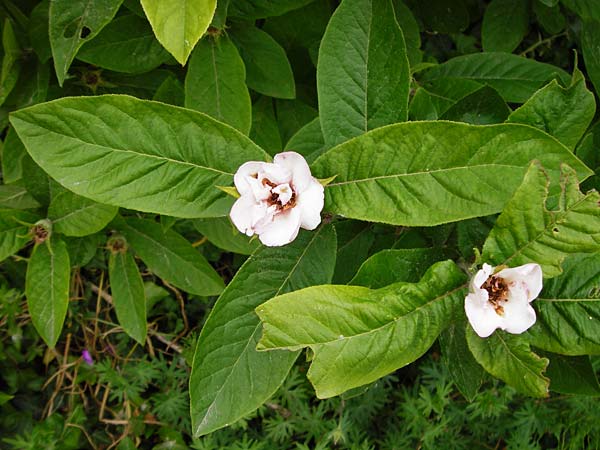 Mespilus germanica \ Echte Mispel / Medlar, D Weinheim an der Bergstraße, Botan. Gar.  Hermannshof 23.5.2015