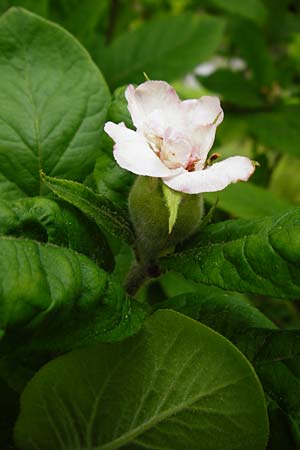 Mespilus germanica / Medlar, D Weinheim an der Bergstraße, Botan. Gar.  Hermannshof 23.5.2015