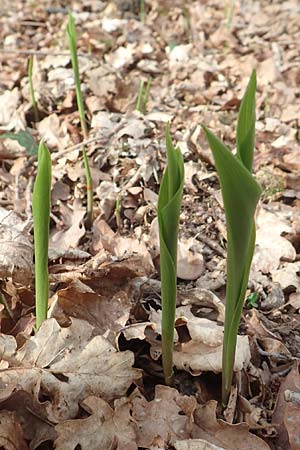 Convallaria majalis \ Maiglckchen / Lily of the Valley, D Pfalz, Speyer 31.3.2017