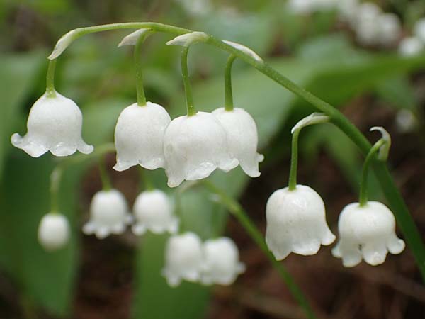 Convallaria majalis \ Maiglckchen, D Hardheim-Schweinberg 20.5.2017