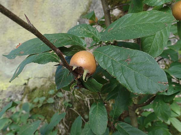 Mespilus germanica / Medlar, D Heidelberg 22.9.2017