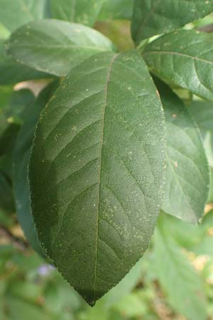 Mespilus germanica / Medlar, D Heidelberg 22.9.2017