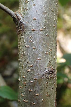 Mespilus germanica \ Echte Mispel, D Heidelberg 22.9.2017