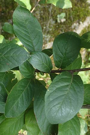 Mespilus germanica \ Echte Mispel, D Heidelberg 22.9.2017