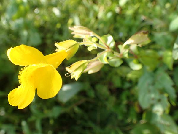 Mimulus guttatus \ Gefleckte Gauklerblume / Monkey Flower, D Köln-Zündorf 22.8.2018