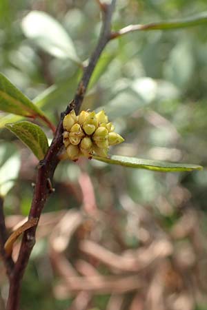 Myrica gale \ Gagelstrauch / Bog Myrtle, D Heiliges Meer (Kreis Steinfurt) 10.9.2020