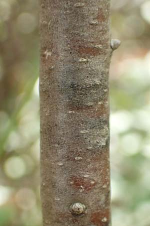 Myrica gale \ Gagelstrauch, D Heiliges Meer (Kreis Steinfurt) 10.9.2020