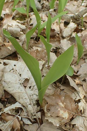 Convallaria majalis \ Maiglckchen / Lily of the Valley, D Königheim 3.5.2021