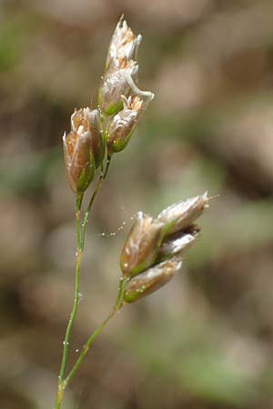 Hierochloe odorata \ Duftendes Mariengras / Sweet Grass, D Dietfurt 5.5.2022