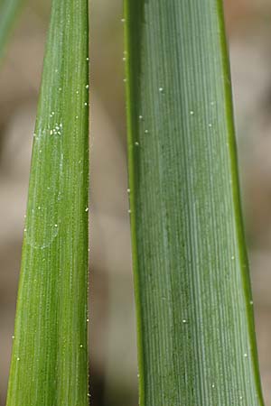 Hierochloe odorata \ Duftendes Mariengras / Sweet Grass, D Dietfurt 5.5.2022