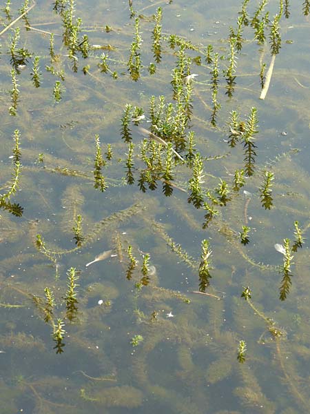 Myriophyllum heterophyllum \ Verschiedenblttriges Tausendblatt / Various-Leaved Water Milfoil, Twoleaf Water Milfoil, D Düsseldorf Universit. 27.7.2019