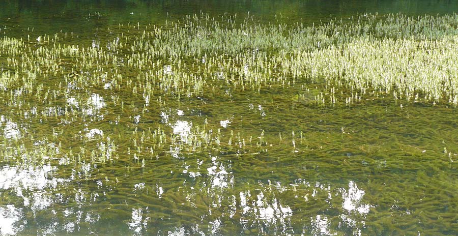 Myriophyllum heterophyllum \ Verschiedenblttriges Tausendblatt / Various-Leaved Water Milfoil, Twoleaf Water Milfoil, D Düsseldorf Universit. 27.7.2019