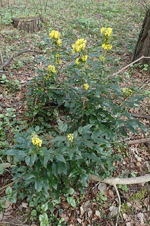 Mahonia aquifolium \ Gewhnliche Mahonie / Shining Oregon Grape, Tall Oregon Grape, D Mannheim 6.4.2016