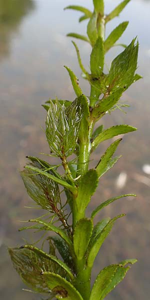 Myriophyllum heterophyllum \ Verschiedenblttriges Tausendblatt / Various-Leaved Water Milfoil, Twoleaf Water Milfoil, D Düsseldorf Universit. 27.7.2019