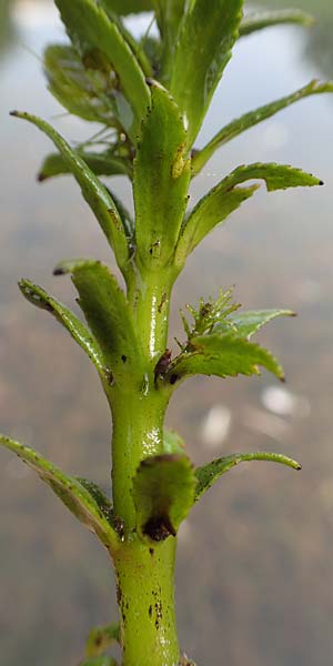 Myriophyllum heterophyllum \ Verschiedenblttriges Tausendblatt / Various-Leaved Water Milfoil, Twoleaf Water Milfoil, D Düsseldorf Universit. 27.7.2019