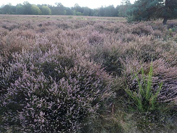 Calluna vulgaris \ Heidekraut, Besen-Heide, D Mehlinger Heide 10.9.2019