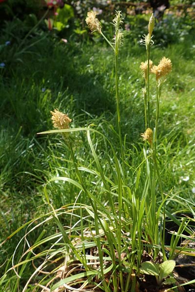 Carex michelii \ Micheli-Segge / Micheli Sedge, D Obernzell an der Donau 1.5.2016