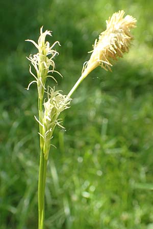 Carex michelii \ Micheli-Segge / Micheli Sedge, D Obernzell an der Donau 1.5.2016
