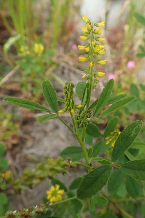 Melilotus indicus \ Indischer Honigklee, Kleinbltiger Steinklee / Small Melilot, D Mannheim 6.5.2017