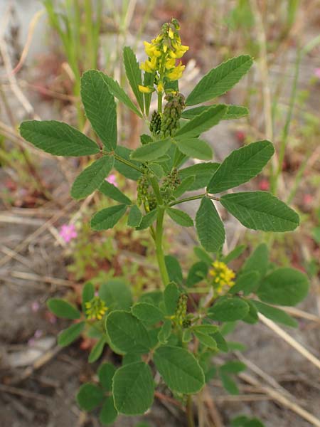 Melilotus indicus \ Indischer Honigklee, Kleinbltiger Steinklee / Small Melilot, D Mannheim 6.5.2017