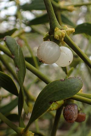 Viscum album subsp. album \ Laubholz-Mistel / Mistletoe, D Mannheim Reiß-Insel 6.2.2018