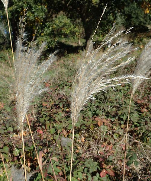 Miscanthus sacchariflorus \ Silberfahnen-Gras, Groes Stielblten-Gras / Amur Silver Grass, D Hövelhof 7.10.2018