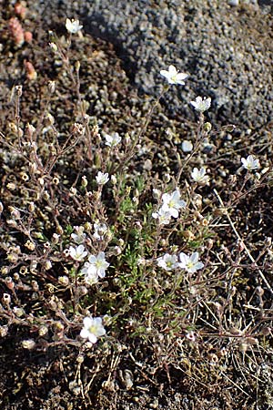 Sabulina caespitosa \ Galmei-Frhlings-Miere, Harzer Frhlings-Miere / Calaminarian Spring Sandwort, D Thüringen, Bottendorf 13.6.2023