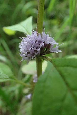 Mentha x verticillata / Whorled Mint, D Mudau 15.8.2023