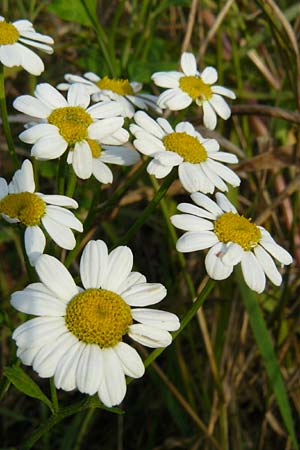 Tanacetum parthenium \ Mutterkraut / Feverfew, D Odenwald, Zotzenbach 1.10.2007