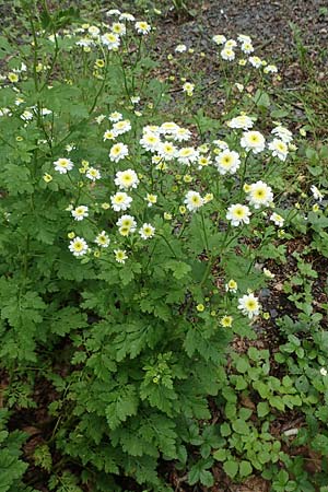 Tanacetum parthenium / Feverfew, D Salmünster 20.6.2020