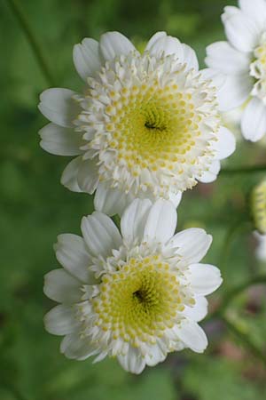 Tanacetum parthenium \ Mutterkraut, D Salmünster 20.6.2020