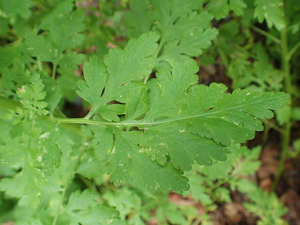 Tanacetum parthenium / Feverfew, D Salmünster 20.6.2020