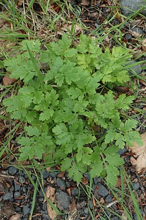 Tanacetum parthenium / Feverfew, D Salmünster 20.6.2020