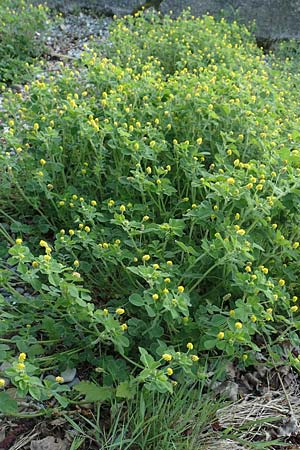 Medicago lupulina / Black Medick, D Konstanz 25.4.2018