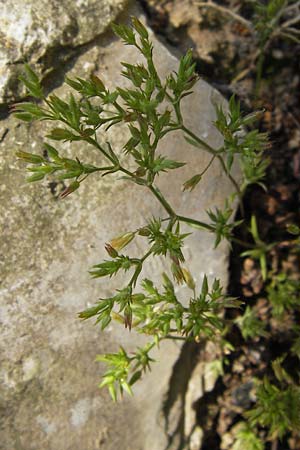 Sabulina mediterranea \ Mittelmeer-Miere, Mediterrane Miere / Mediterranean Sandwort, D  8.6.2013