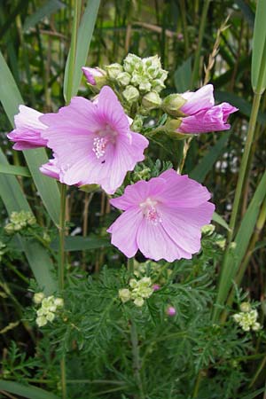 Malva alcea \ Rosen-Malve, Spitzblatt-Malve / Hollyhock Mallow, D Heppenheim-Mittershausen 26.6.2015