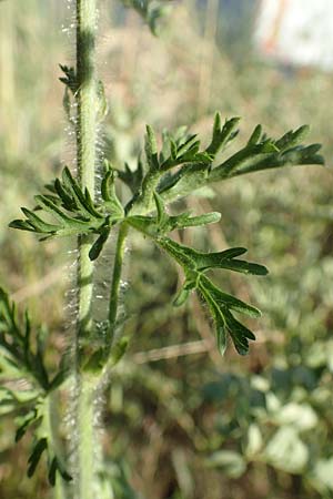 Malva moschata \ Moschus-Malve, D Aschaffenburg 24.6.2017