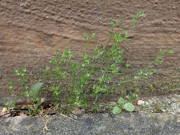 Sabulina mediterranea \ Mittelmeer-Miere, Mediterrane Miere / Mediterranean Sandwort, D Schutterwald 25.4.2018