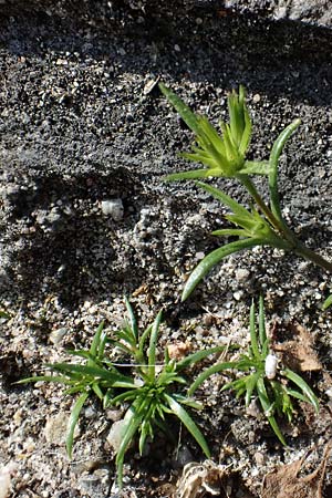 Sabulina mediterranea \ Mittelmeer-Miere, Mediterrane Miere / Mediterranean Sandwort, D Schutterwald 17.4.2021