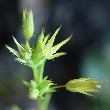 Sabulina mediterranea \ Mittelmeer-Miere, Mediterrane Miere / Mediterranean Sandwort, D Schutterwald 7.5.2021