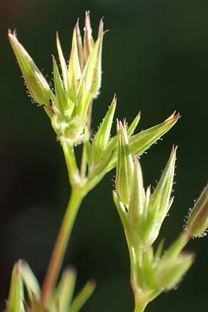 Sabulina mediterranea \ Mittelmeer-Miere, Mediterrane Miere / Mediterranean Sandwort, D Schutterwald 7.5.2021