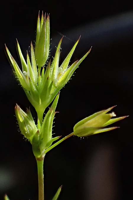 Sabulina mediterranea \ Mittelmeer-Miere, Mediterrane Miere / Mediterranean Sandwort, D Schutterwald 7.5.2021