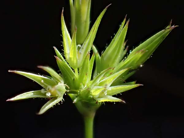 Sabulina mediterranea \ Mittelmeer-Miere, Mediterrane Miere / Mediterranean Sandwort, D Schutterwald 7.5.2021