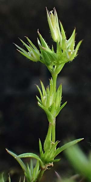 Sabulina mediterranea \ Mittelmeer-Miere, Mediterrane Miere / Mediterranean Sandwort, D Schutterwald 7.5.2021