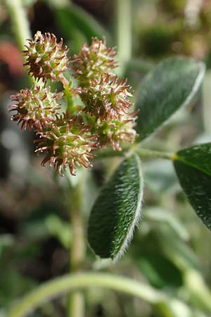 Medicago minima \ Zwerg-Schneckenklee / Burr Medick, D Mannheim 19.5.2021