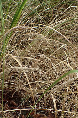 Muhlenbergia mexicana \ Mexikanisches Rauchgras / Mexican Muhly, Wirestem Muhly, D Offenburg 3.9.2022